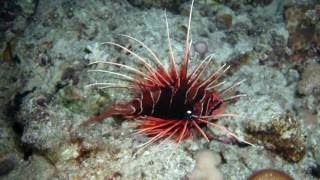 Color Of Roses-Inbal Paz (Beth Nielsen Chapman) aaccompanied by Adi Hayat