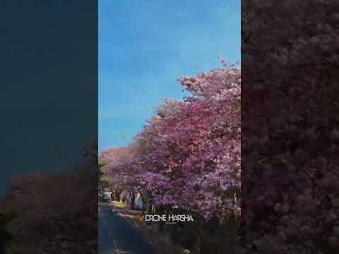 ලංකාවේ දිගම රොබරෝසියා මල් වසන්තය💐හලාවත drone by @droneharsha #drone #droneharsha