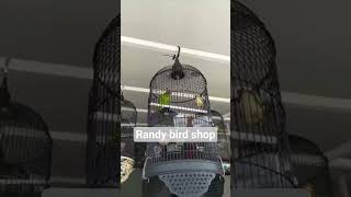 Download lagu PERKICI TEMBAKAN DASYATTTTTT!!!!!! #kicaumania #perkicipantai #perkici #perkicigacor #perkicilurik mp3 Download lagu PERKICI TEMBAKAN DASYATTTTTT!!!!!! #kicaumania #perkicipantai #perkici #perkicigacor #perkicilurik mp3