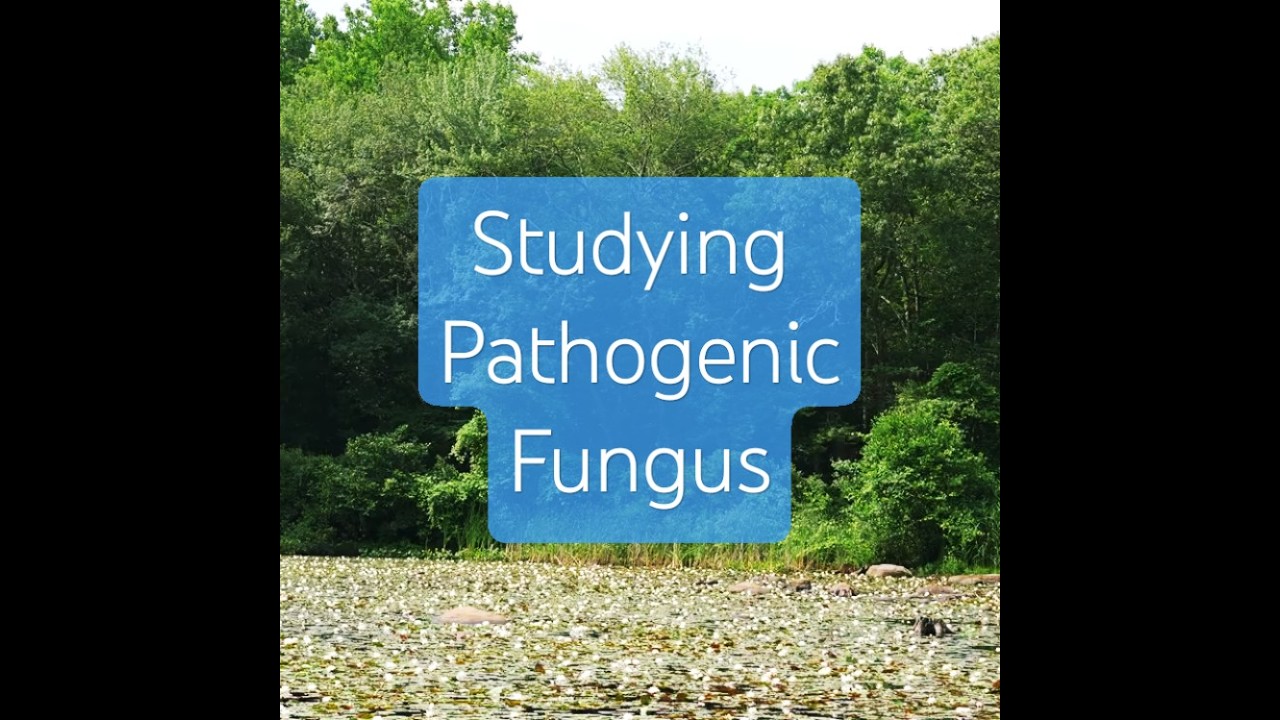 🍄Studying Pathogenic Fungus - SSRI 2025 #conncollege #college #science