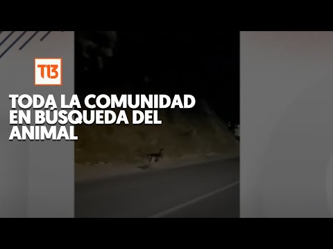 ¡Otra vez Talca! Ciclistas captan a ciervo en calles de la ciudad
