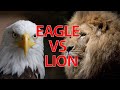 Myles munroe Lion and eagle Motivation