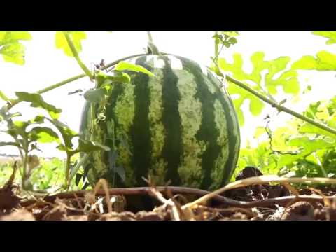 cum sa antrenezi picioarele de la varicoza