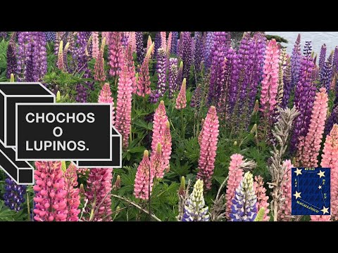 CHOCHOS O LUPINOS #chile #patagonia #flowers #flores #colors #colour #surdechile #travel #trip #love