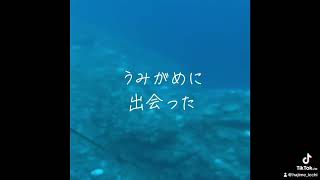 夏の渡嘉敷島