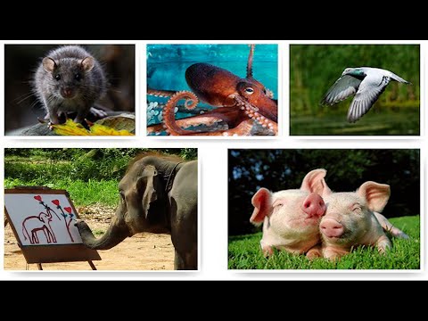 10 kafshet me inteligjente ne bote | Mistere dhe Enigma | ( Kuriozitete Ne Shqip )