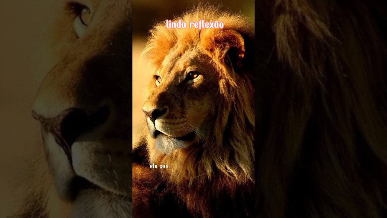 Meu amigo e Jesus                             Salmos e reflexão