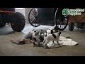 German Shorthaired Pointer dogs for sale: Rocky - Video 1