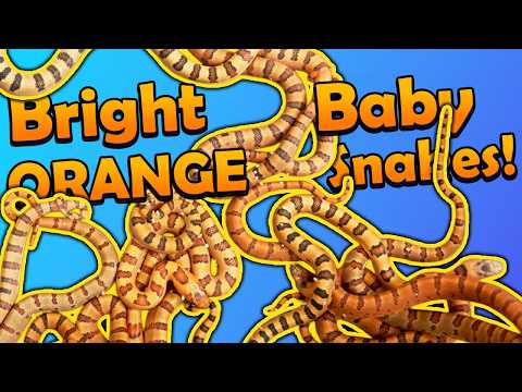 Neon Orange Kingsnakes Hatching!