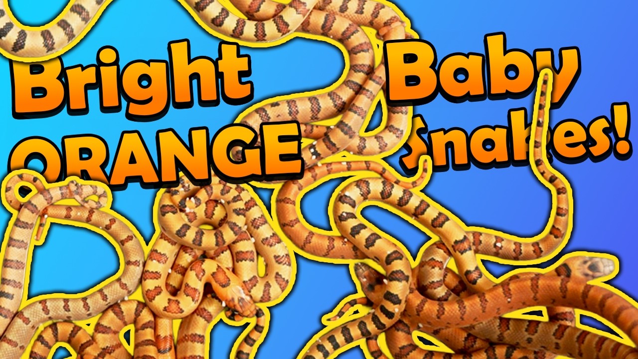 Neon Orange Kingsnakes Hatching!