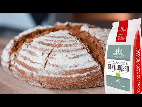 Ricetta pane biologico con farina di Grani Antichi Gentilrosso