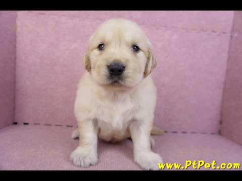 11/14黃金獵犬公幼犬1號(桃園楊梅)