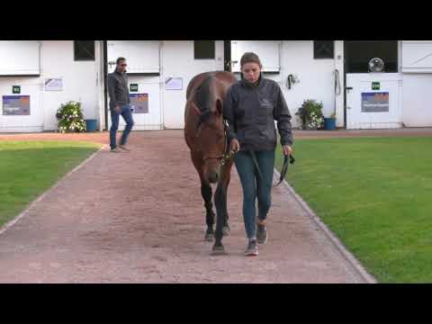 2021 August Yearling Sale - Lot 341 c. CLOTH OF STARS x CAROLINES SECRET