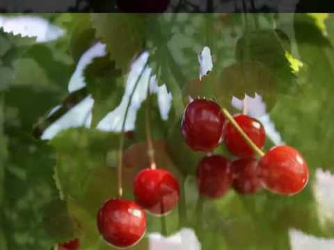 Behlendorf   Prunus avium