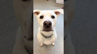 Video preview image #1 Siberian Husky-Unknown Mix Puppy For Sale in Huntley, IL, USA