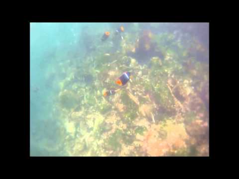 Galapagos Snorkeling - Isabela Island