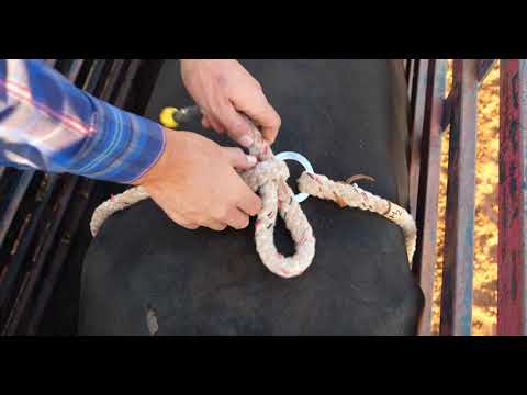 How to flank a bucking bull