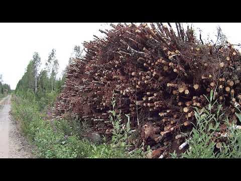 Metsolan Metsäkoulu 60. Harvennuksen perusteita.
