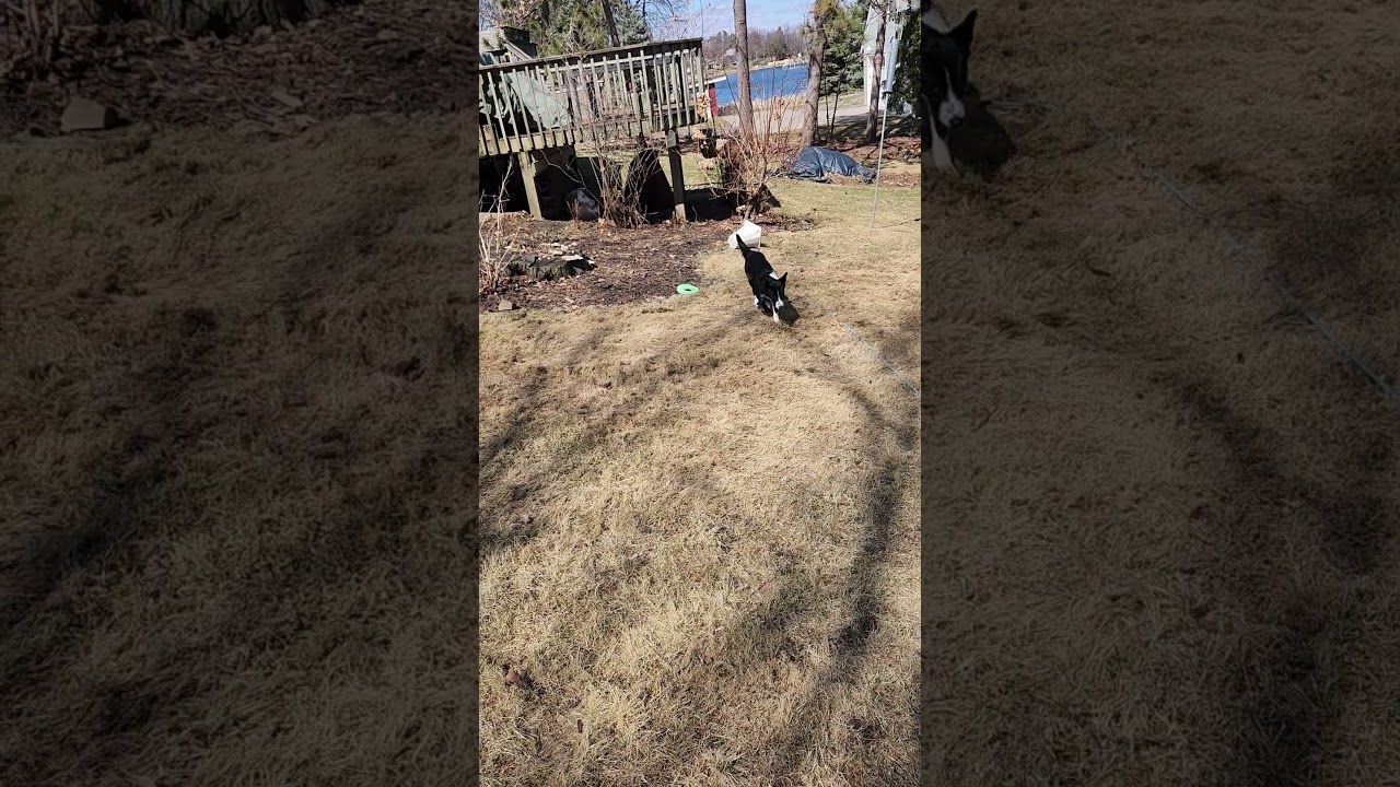 Enlarge Lando - adopted!, an adopted mixed breed in Minneapolis, MN video 4/5