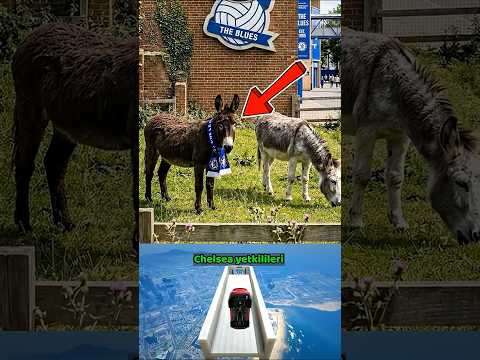 Chelsea'nin Eşekliği!!! #futbol #chelsea #premierleague