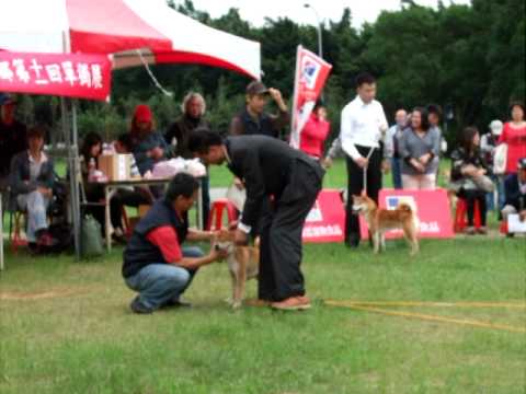 所謂柴犬比賽(單獨展)(原發表者:KuYo麻)(影片)