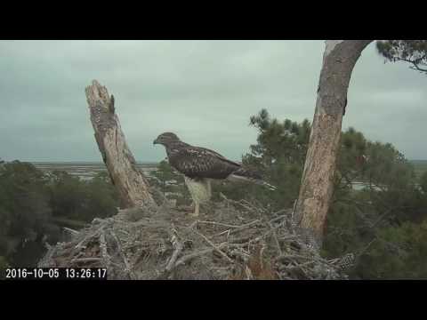 Juvenile Red-tailed Hawk on Windy Savannah Afternoon - Oct. 5, 2016