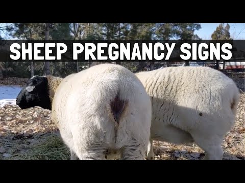 , title : 'ONE MONTH OUT NOW! | 4 Sheep Pregnancy Signs for Homesteaders'
