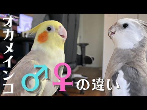 オカメインコのオスとメス - どちらが良いか、そして違いは