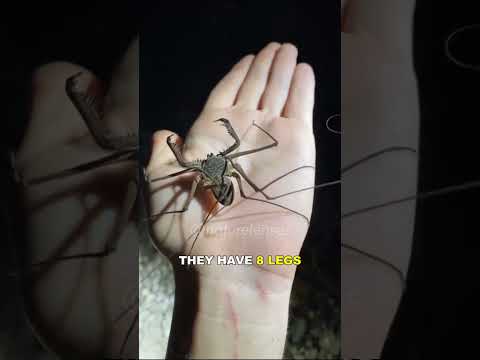 Tailless Whip Scorpion | The Most Bizarre Creature