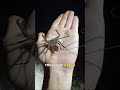 Tailless Whip Scorpion | The Most Bizarre Creature