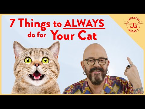 Instantly Improve Your Cat's Life with these 7 Things