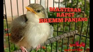 Download lagu #pemasteran #anakan #cigun MASTERAN CIBLEK GUNUNG BREM RAPAT PANJANG, UNTUK LOLOHAN CIGUN KALIAN mp3