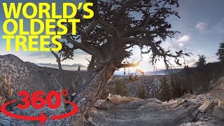 Step into an ancient forest in 360