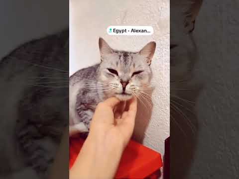 URGENT: Help Feed the Cats 🐾 | Aziza Sanctuary Needs You!