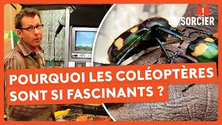 Qu’est-ce qui rend les coléoptères si fascinants ? - C'est pas sorcier