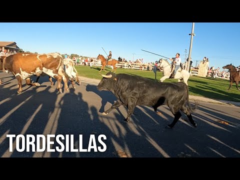 Tordesillas 2024 Apartado y Primer Encierro Mixto con Toros Bravos