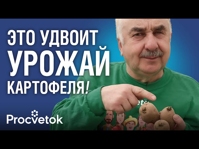 УРОЖАЙ КАРТОФЕЛЯ В ДВА РАЗА БОЛЬШЕ, если сделать это с клубнями перед посадкой!