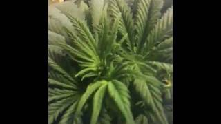 preview picture of video 'Chocolope grow'