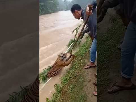 Warga selamatkan Harimau yang hanyut disungai #harimauhanyut