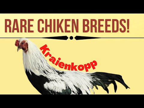 , title : 'Kraienkopp |Twents Hoen | Rare German Chicken Breed| Kraienkoppe| Rare Dutch Chicken Breed'