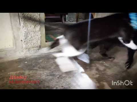 🤍ʙᴇᴄᴀʀᴅy& ʙᴏꜱᴄᴏ🖤