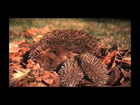 Nino le gitan la chaleur de tes bras