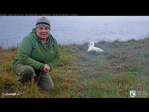 #RoyalCam Chick Receives Name: "Tiaki"