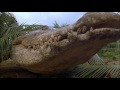 Crocodile 2 Death Swamp 2002 Trailer