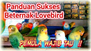Download lagu Lovebird Breeding Guide for Beginners, Guaranteed Success! mp3
