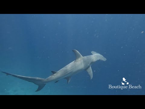 Videos del Boutique Beach Diving 4★ en Dhigurah, MaldivasVer MásVerPrecios8CerrarConsulta por Whatsapp 🇦🇷BookingTripadvisorExpediaAgodaSkyscannerKayakHotelesTurismocity