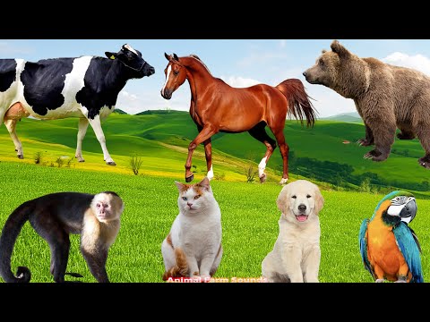 Playful Animals: Parrot, Dog, Cat, Bear, Horse - Animal Sounds