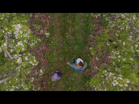 Apfelblüte in Tramin