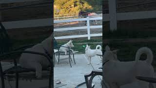 Video preview image #1 Gerberian Shepsky Puppy For Sale in Corona, CA, USA