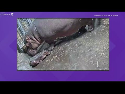 Fiona the hippo is now a big sister